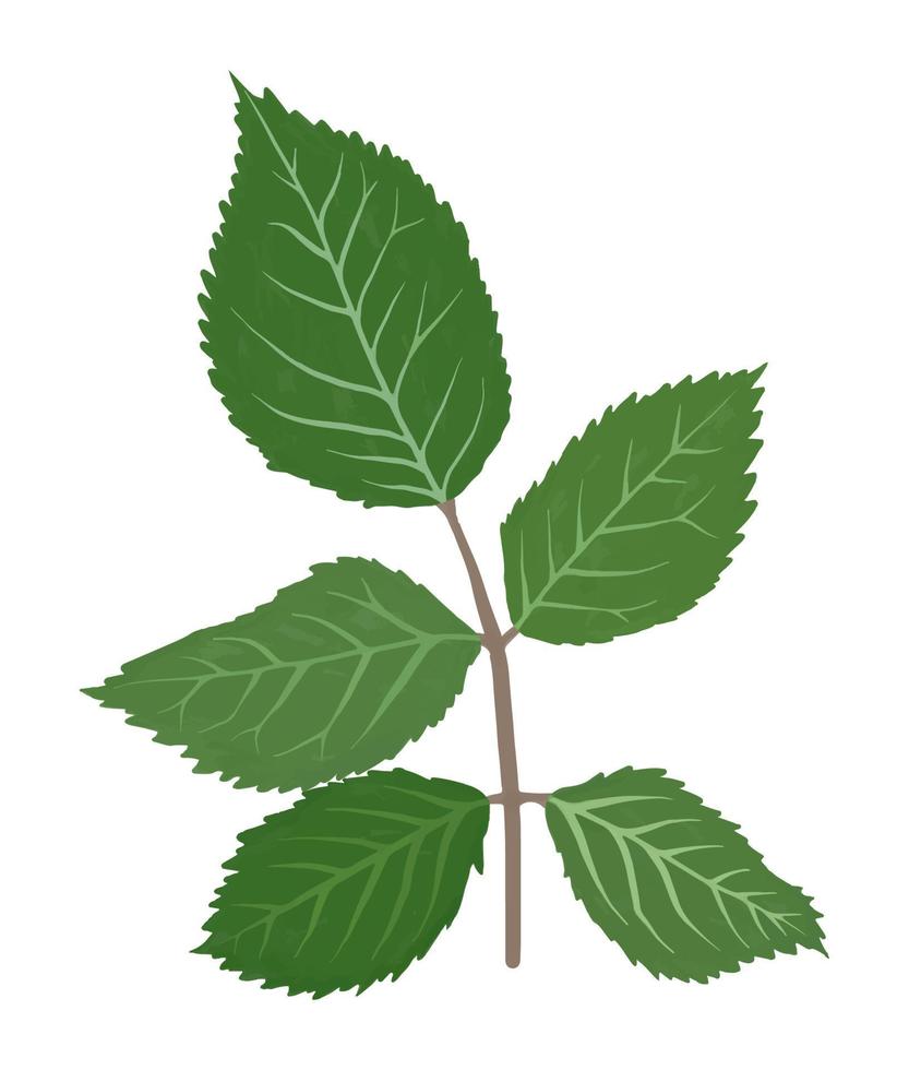 rosenblätter gouache flache illustration. grüne Blätter isoliert auf weißem Hintergrund für Packpapier, Tapeten vektor
