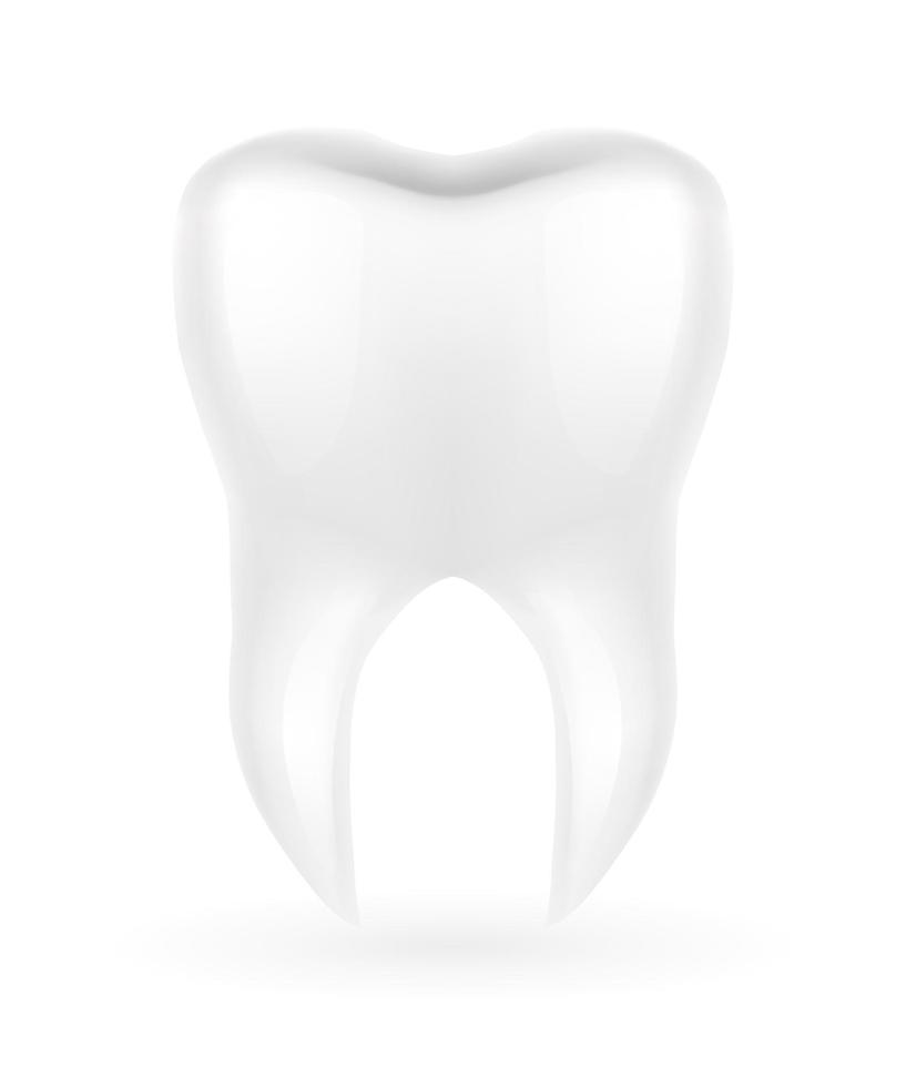Modellvektorillustration des menschlichen Wurzelzahns lokalisiert auf weißem Hintergrund vektor