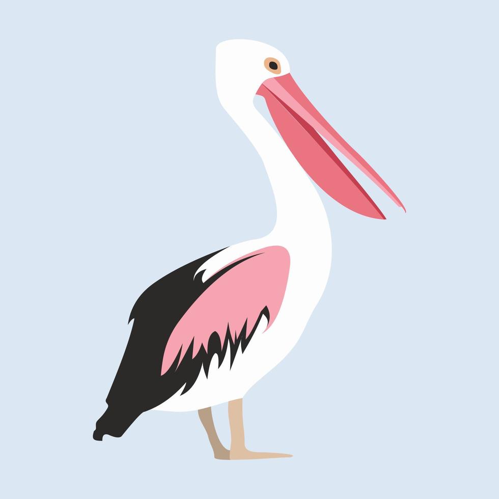 Vektorillustration eines Pelikanvogels. Seevögel. flache Abbildung. vektor