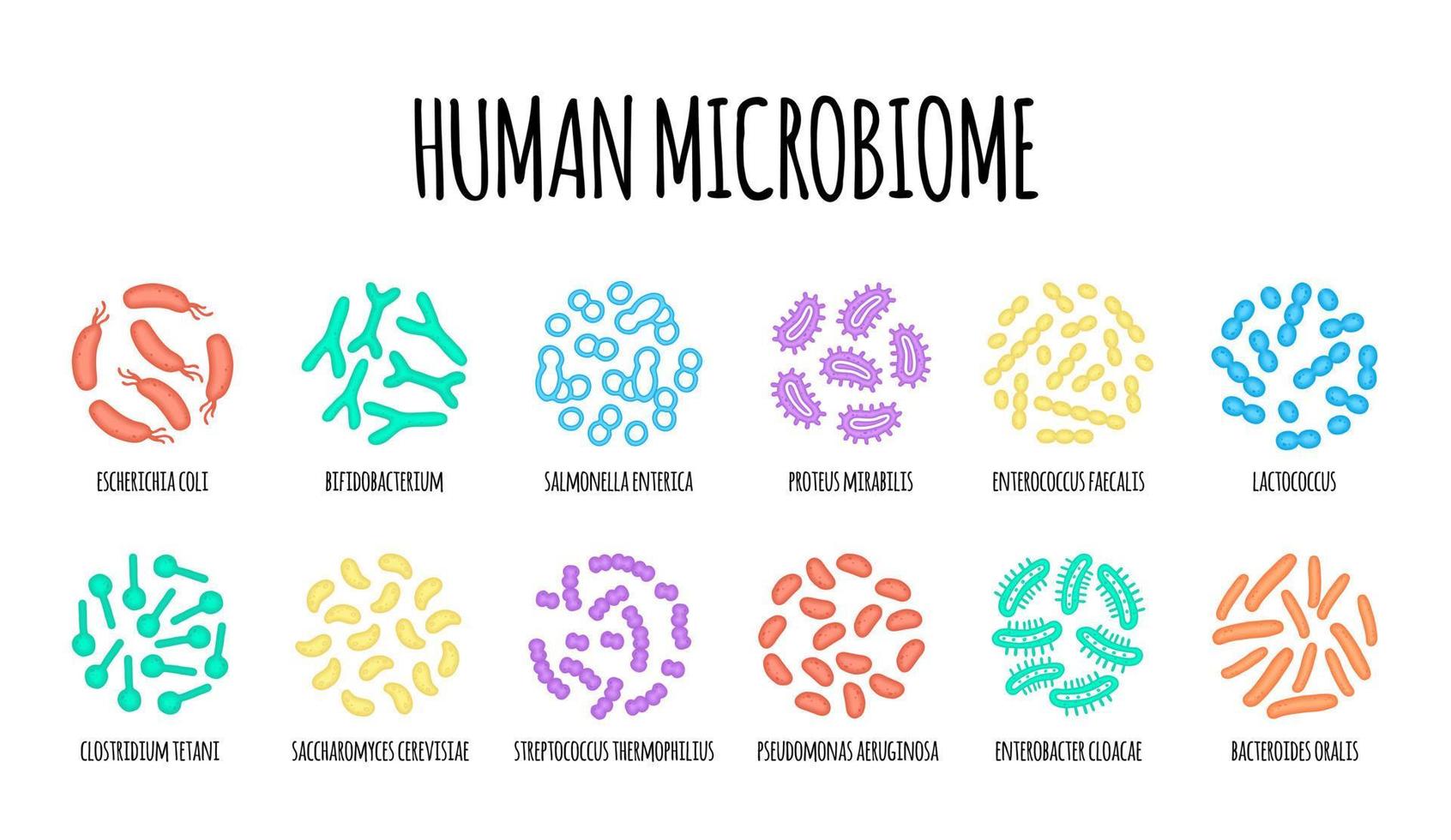 mänsklig microbiome illustration av bakteriell arter. vektor bild. gastroenterolog. bifidobakterier, laktobaciller. mjölk- syra bakterie. illustration i en platt stil.