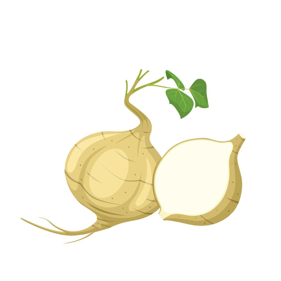 Jicama-Vektorillustration, lokalisiert auf einem weißen Hintergrund. vektor