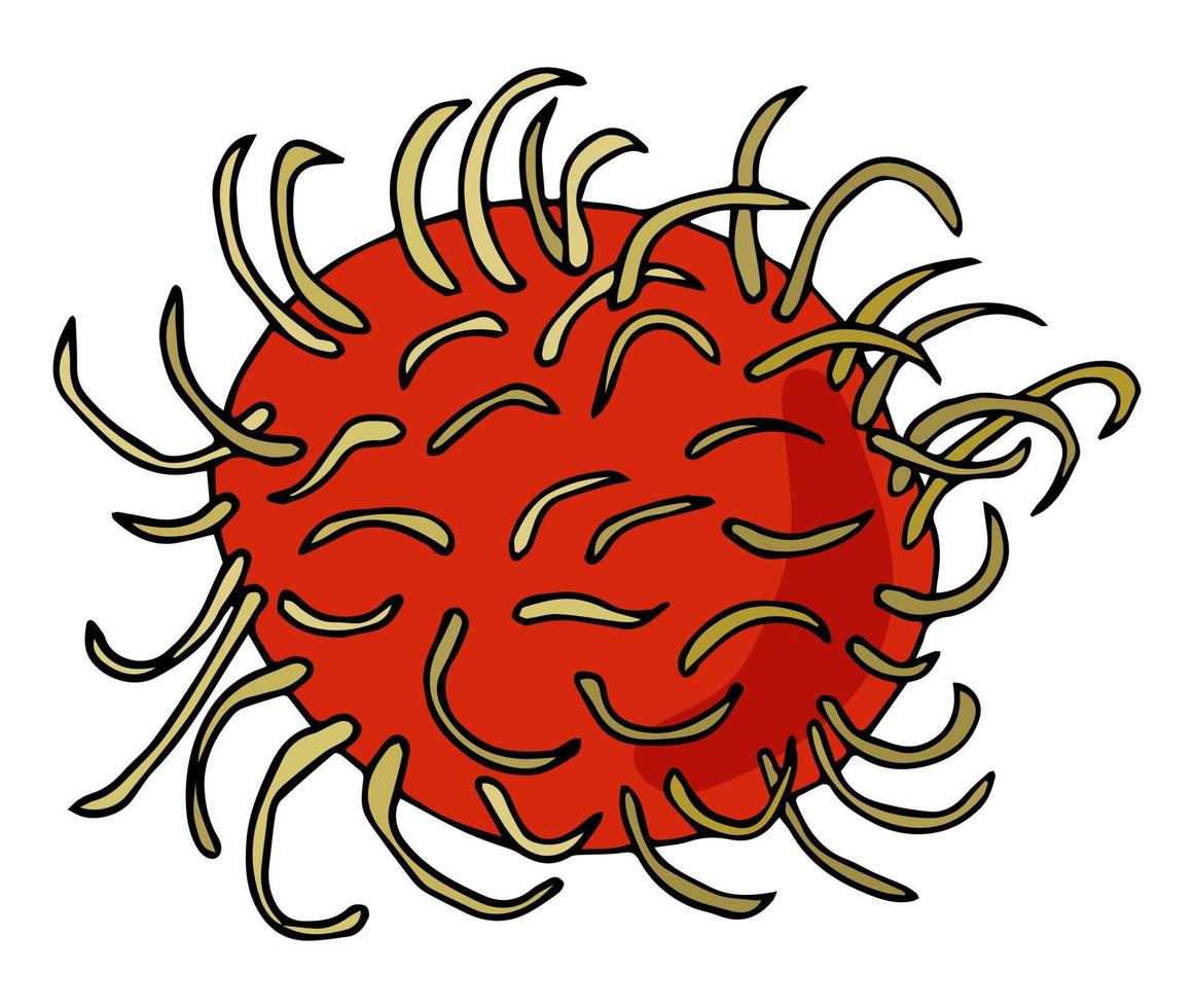 Rambutan. exotische und tropische Früchte. gesundes Essen. vektorillustration im flachen stil vektor