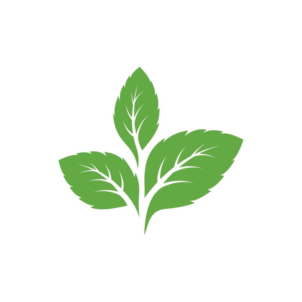Minzblätter Symbole. Blatt-Vektor-Illustration. Grüne Minze Blätter Ökologie Naturelement Vektorsymbol, Blattsymbol, Minzblätter Logo Vektorillustration vektor