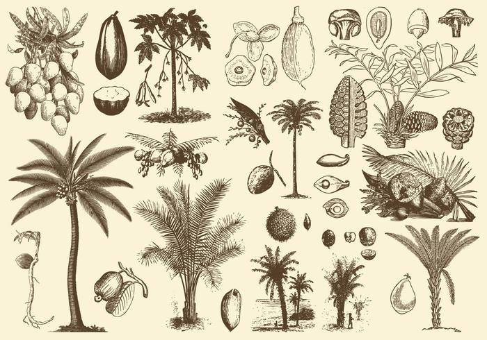 Palm Früchte und Samen vektor
