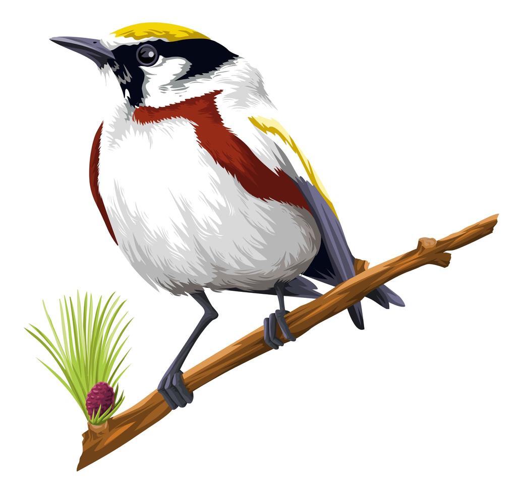 Detaillierter Vogel, der auf einem Ast sitzt vektor