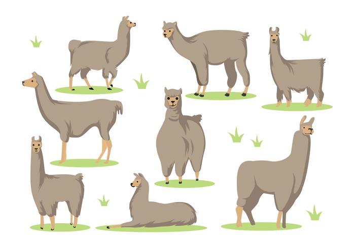 Gratis Llama Cartoon Vector