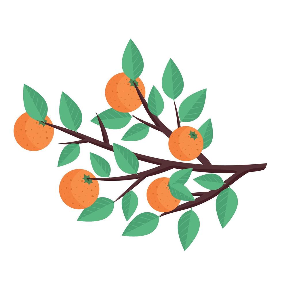 träd gren med apelsiner vektor