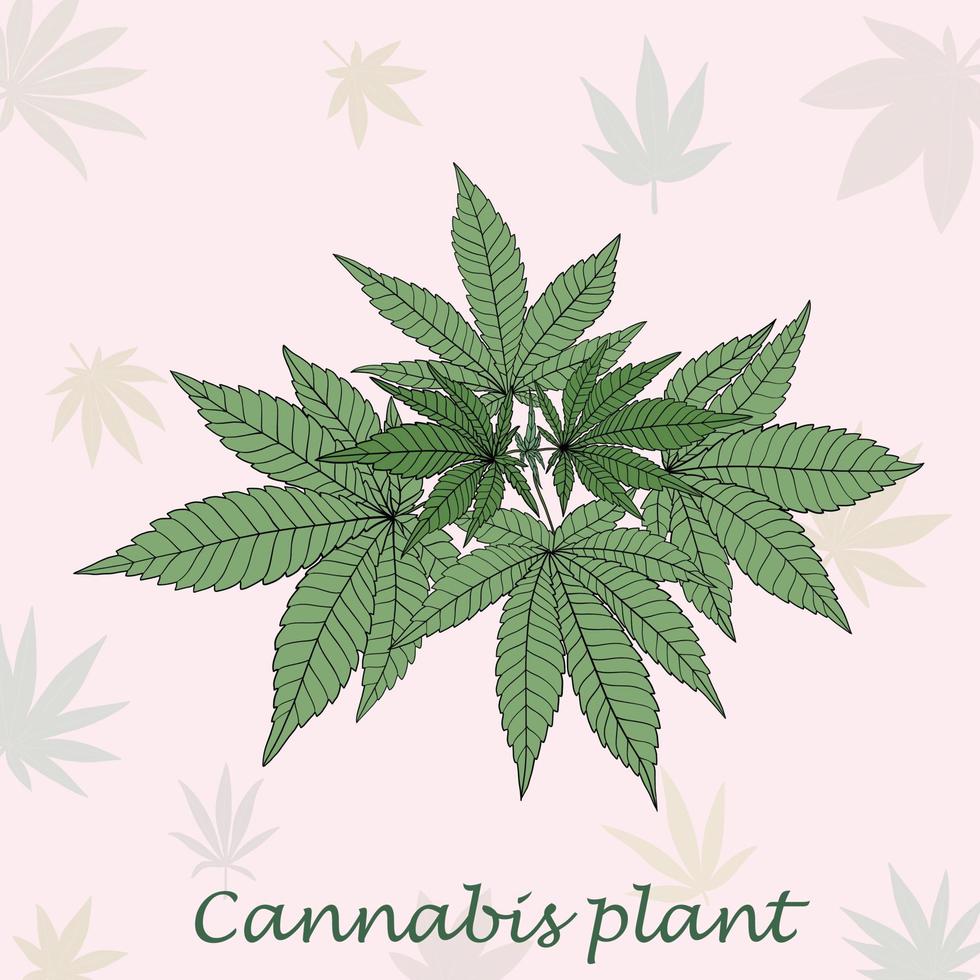 Einfachheit Cannabispflanze Freihandzeichnen flaches Design. vektor