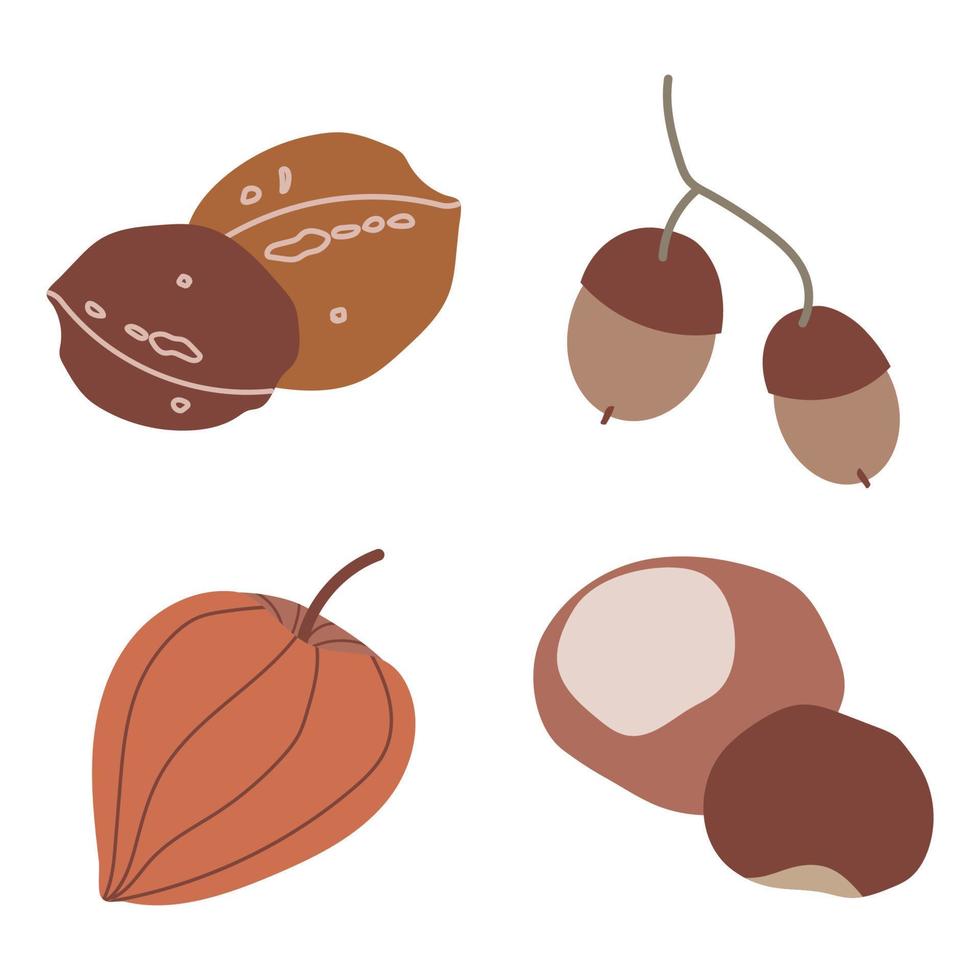 Herbst Nüsse Set Vektor-Illustration isoliert auf weißem Hintergrund vektor