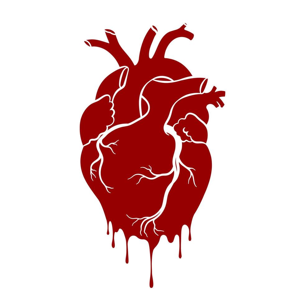 Menschenherz. anatomisch realistisches tropfendes Herz, Strichzeichnungen, Vektorillustration vektor