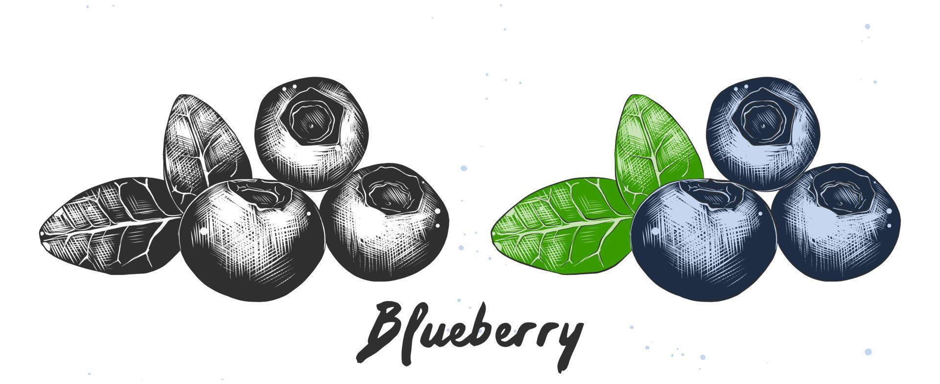 vektor graverat stil illustration för affischer, dekoration, förpackning och logotyp. hand dragen skiss av blåbär i svartvit och färgrik. detaljerad etsning mat teckning.