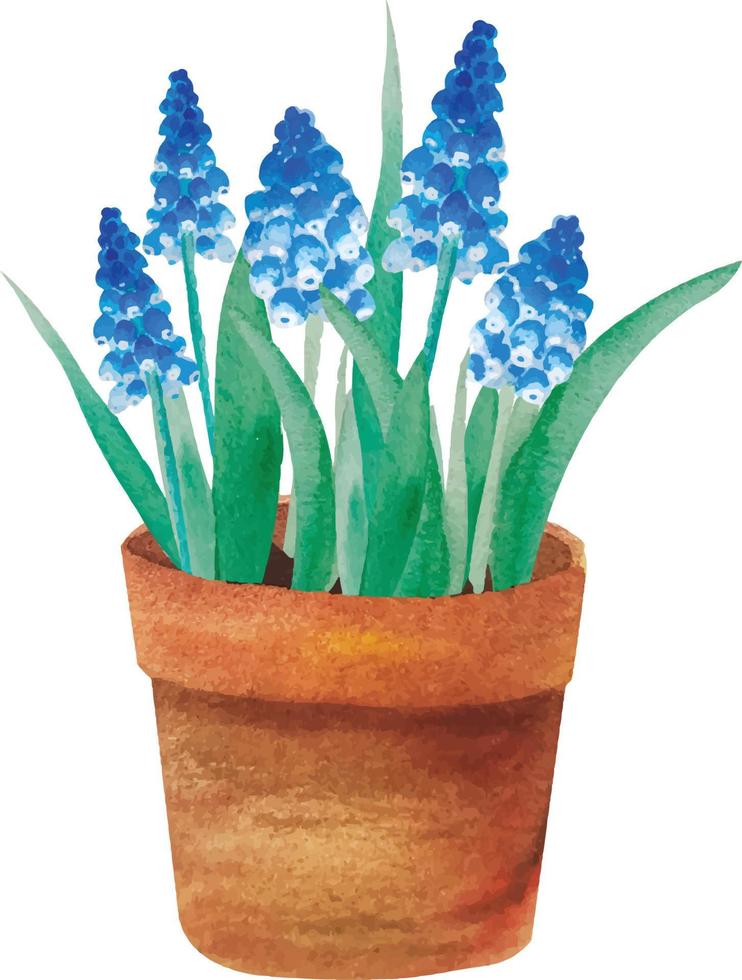 vattenfärg illustration av vår blå muscari blommor i terrakott blomkruka vektor