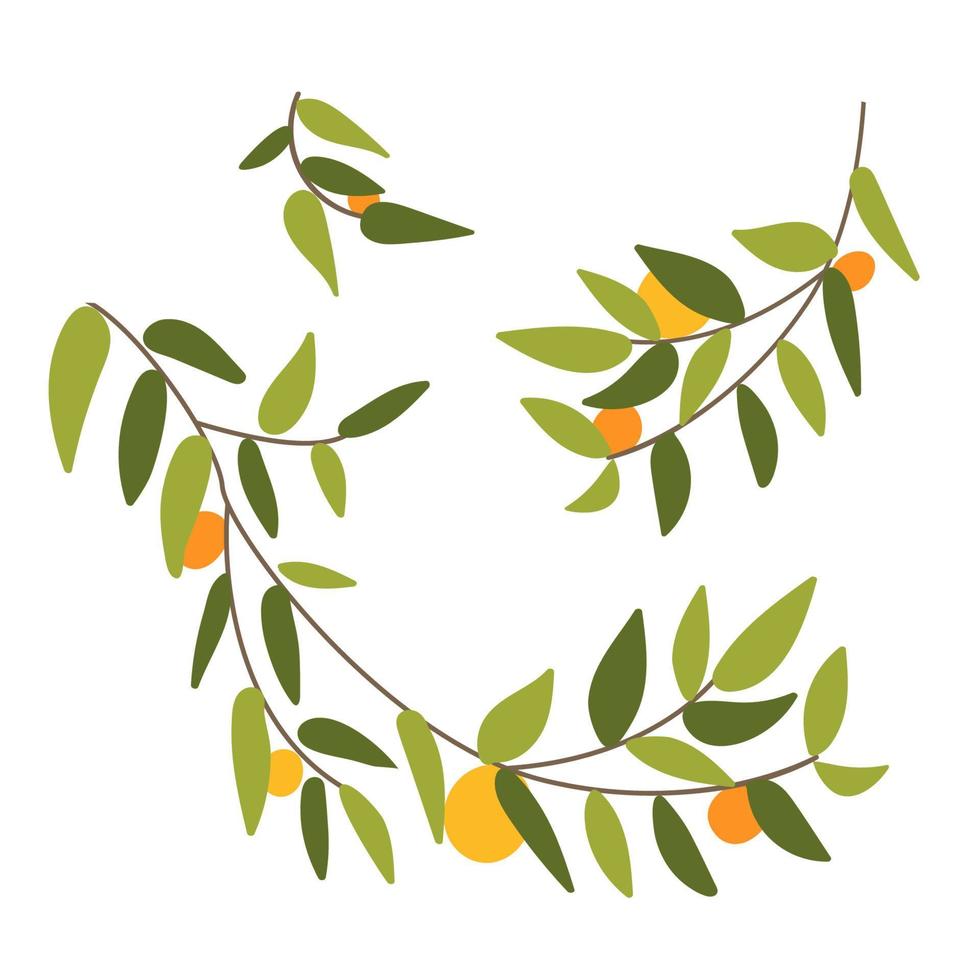 grenar med grön lövverk och orange frukter. vektor element isolerat på vit bakgrund