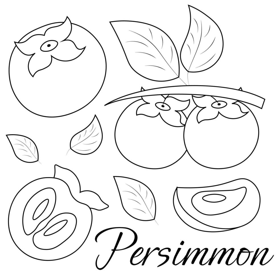 en uppsättning av målad exotisk frukt - persimon. dra illustration i svart och vit vektor