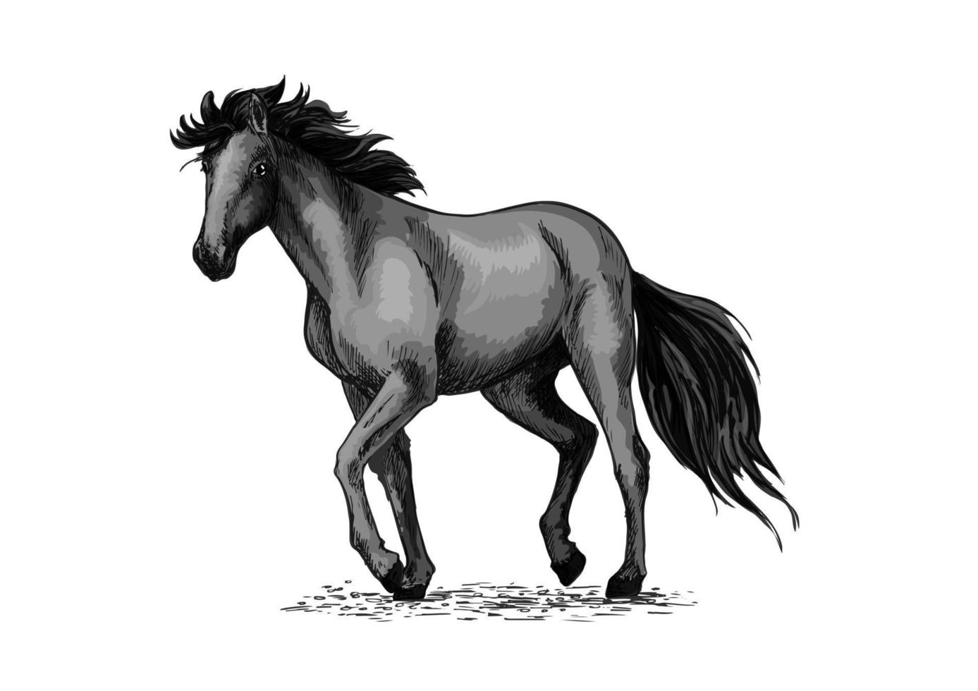 häst skiss av svart arab hingst vektor
