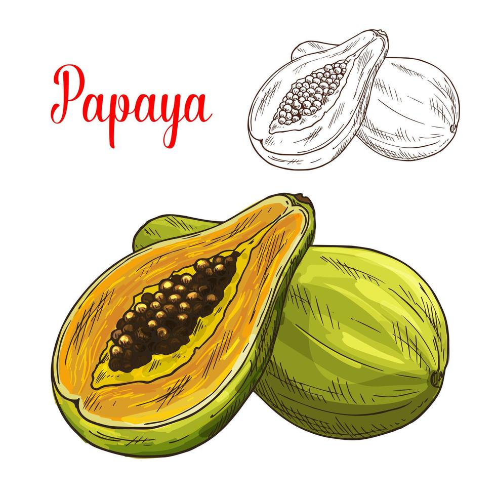 Papaya exotische tropische Frucht Vektor Skizzensymbol