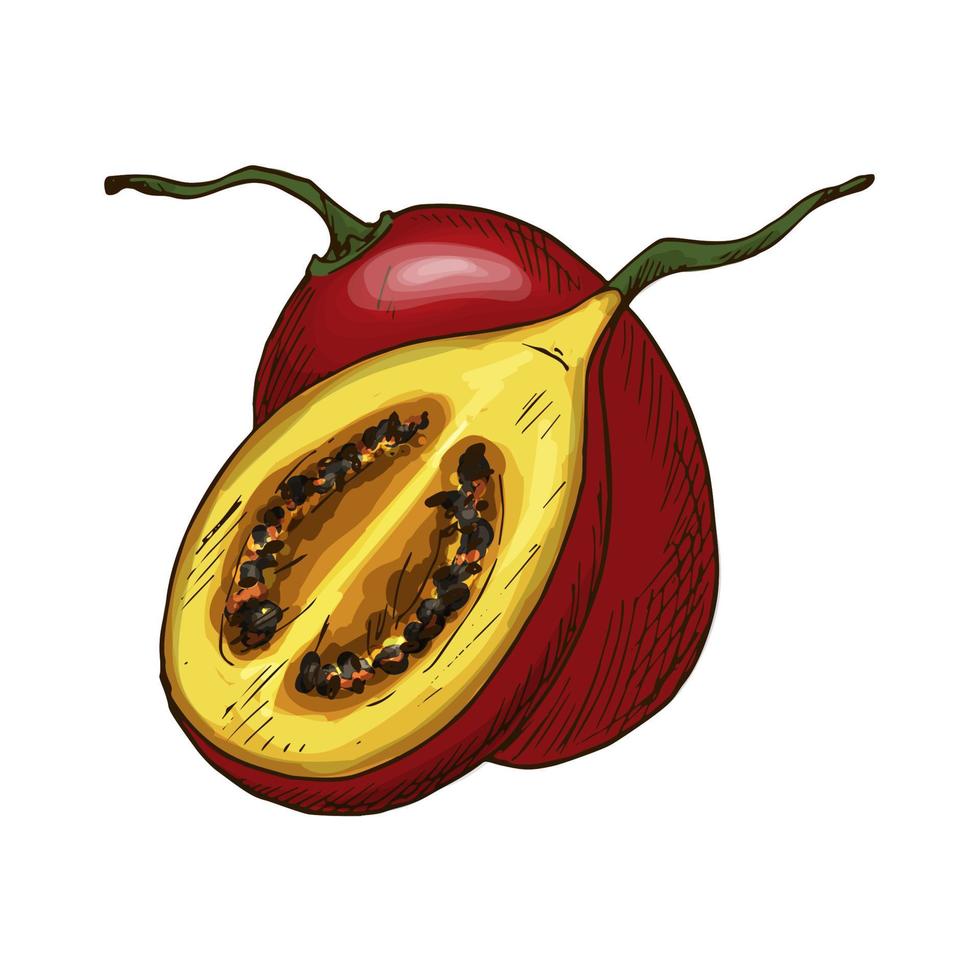 Tamarillo Frucht Vektor Skizze isolierte Symbol