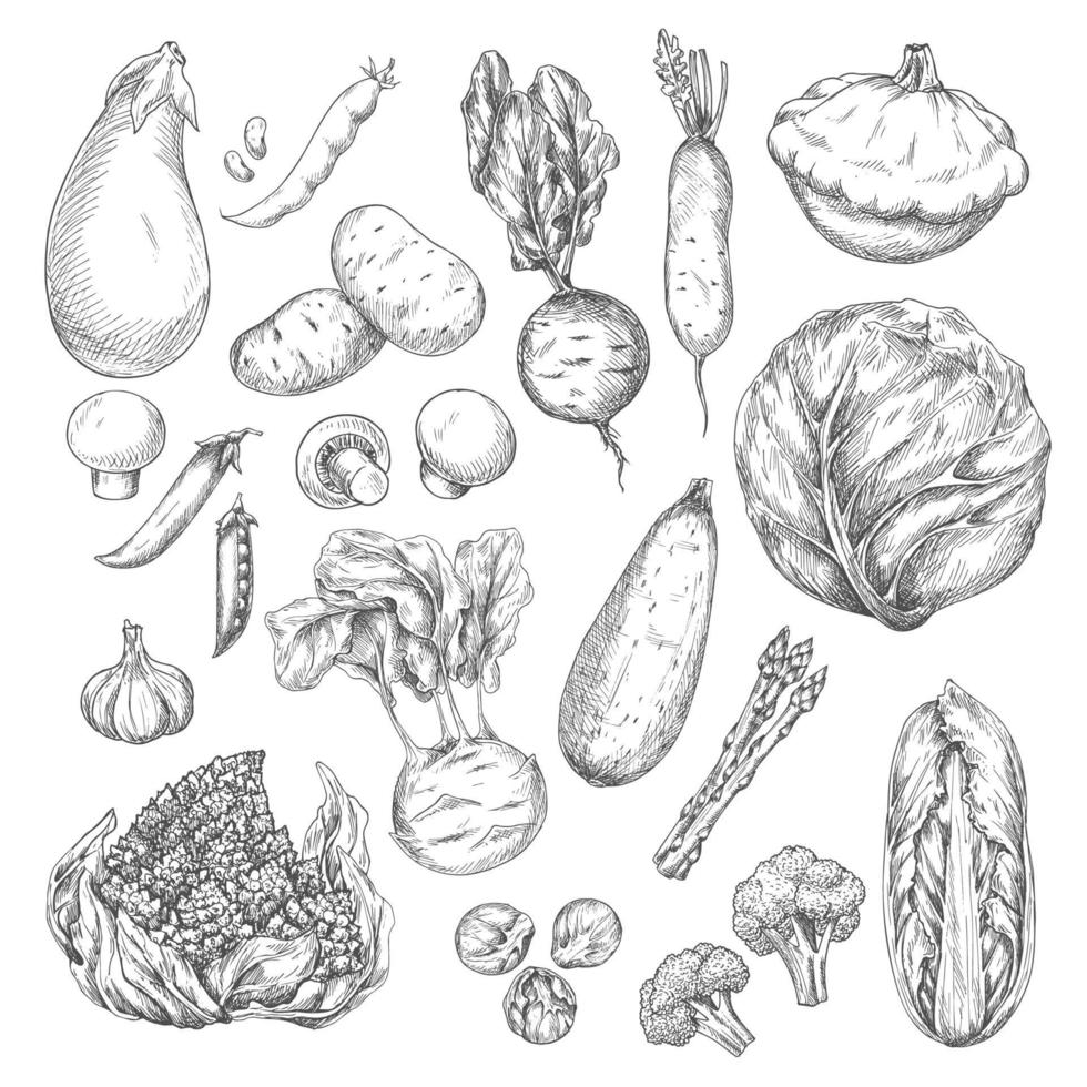 Gemüse- und Pilzskizzenset für Lebensmitteldesign vektor