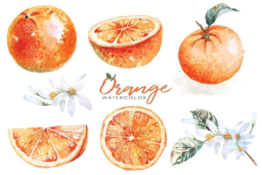 Satz Orangen mit Aquarellen gemalt vektor