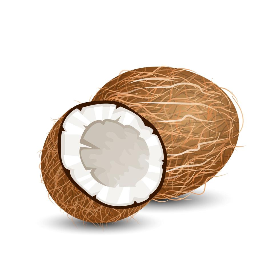 Kokosnuss isoliert auf weiß vektor