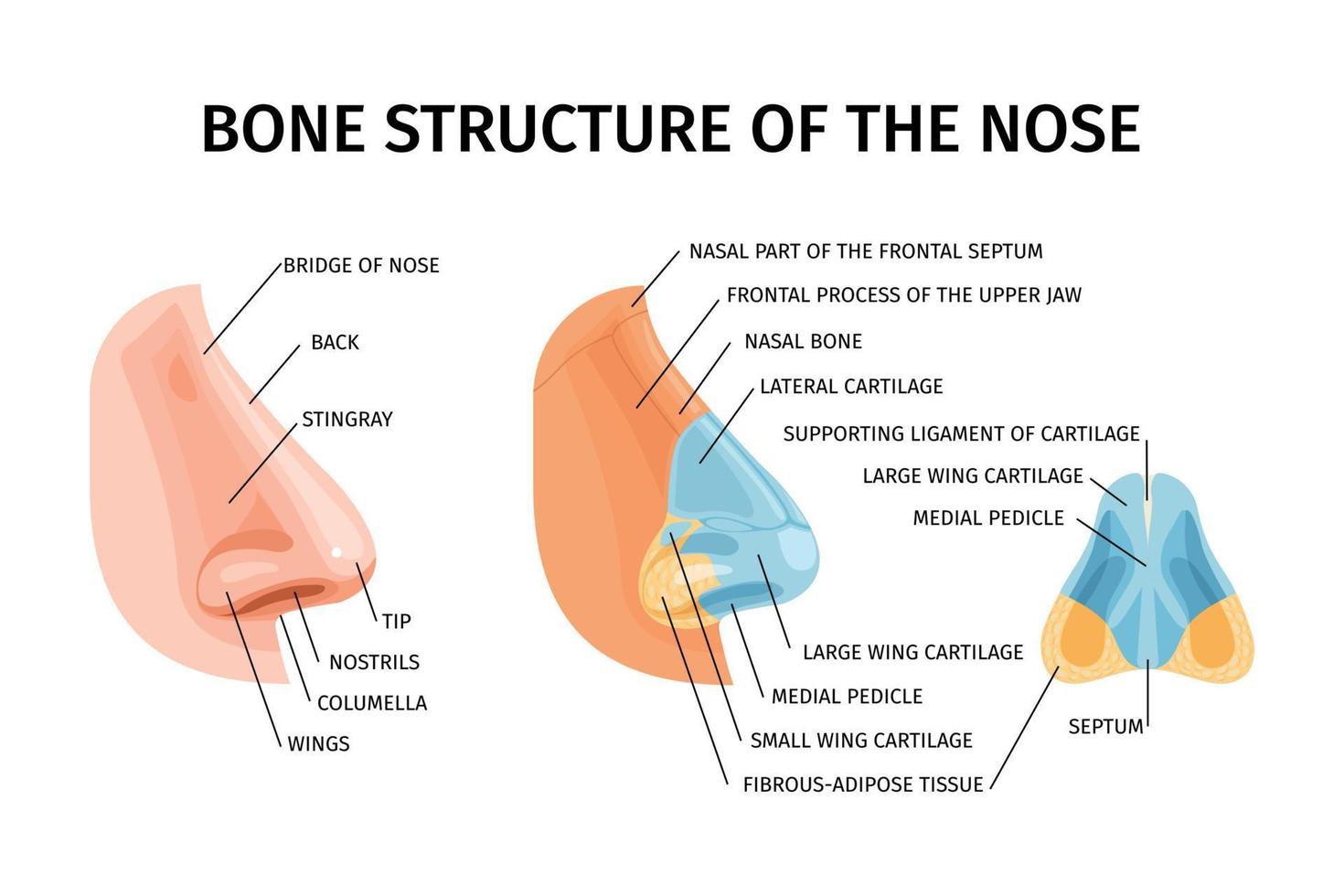 ben strukturera av näsa infographics vektor
