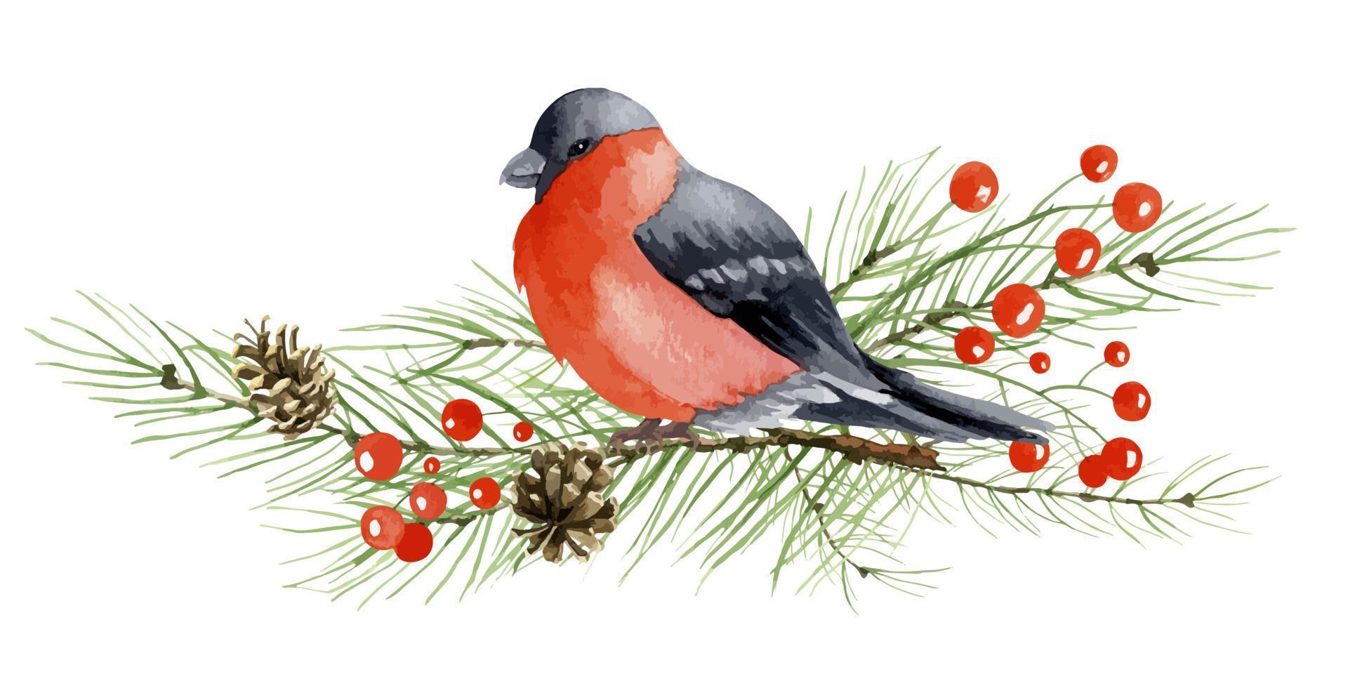 Wintervogelgimpel sitzt auf Ast mit roter Beere der Stechpalme. handgemalte aquarellillustration von pyrrhula. zeichnung von robin mit für grußkarten oder postkartendesign vektor