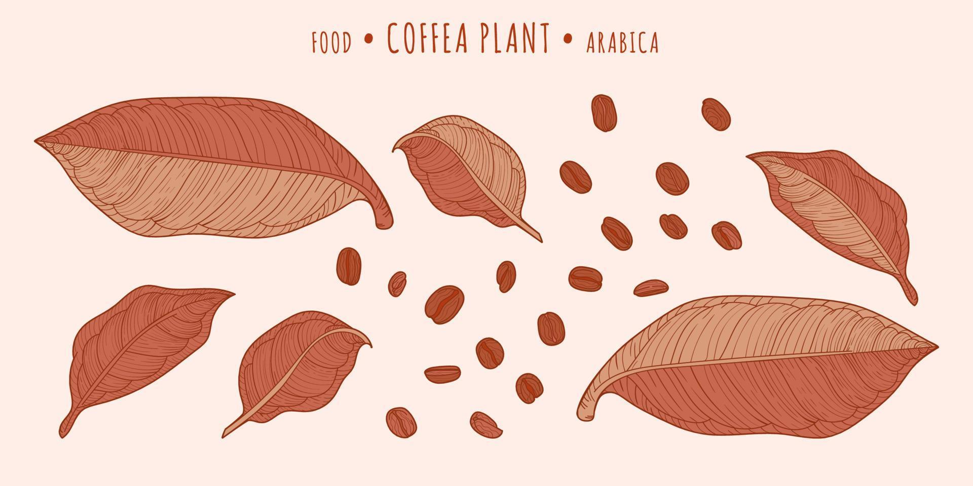 Kaffeepflanze. Kaffeebohnen und Blätter vektor