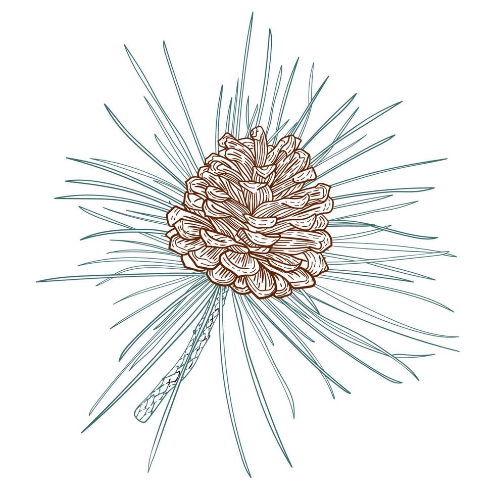 Strichzeichnungen Zedernzweig mit Kegel vektor