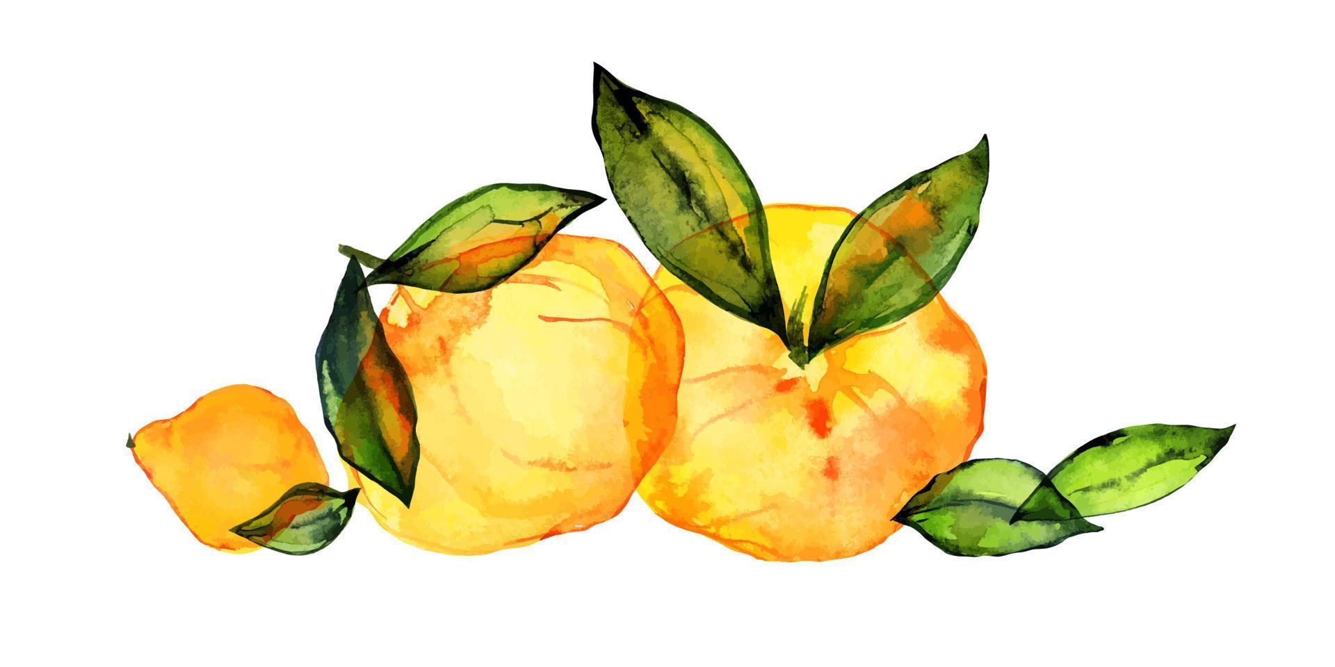 spåras vattenfärg citrus- bukett vektor