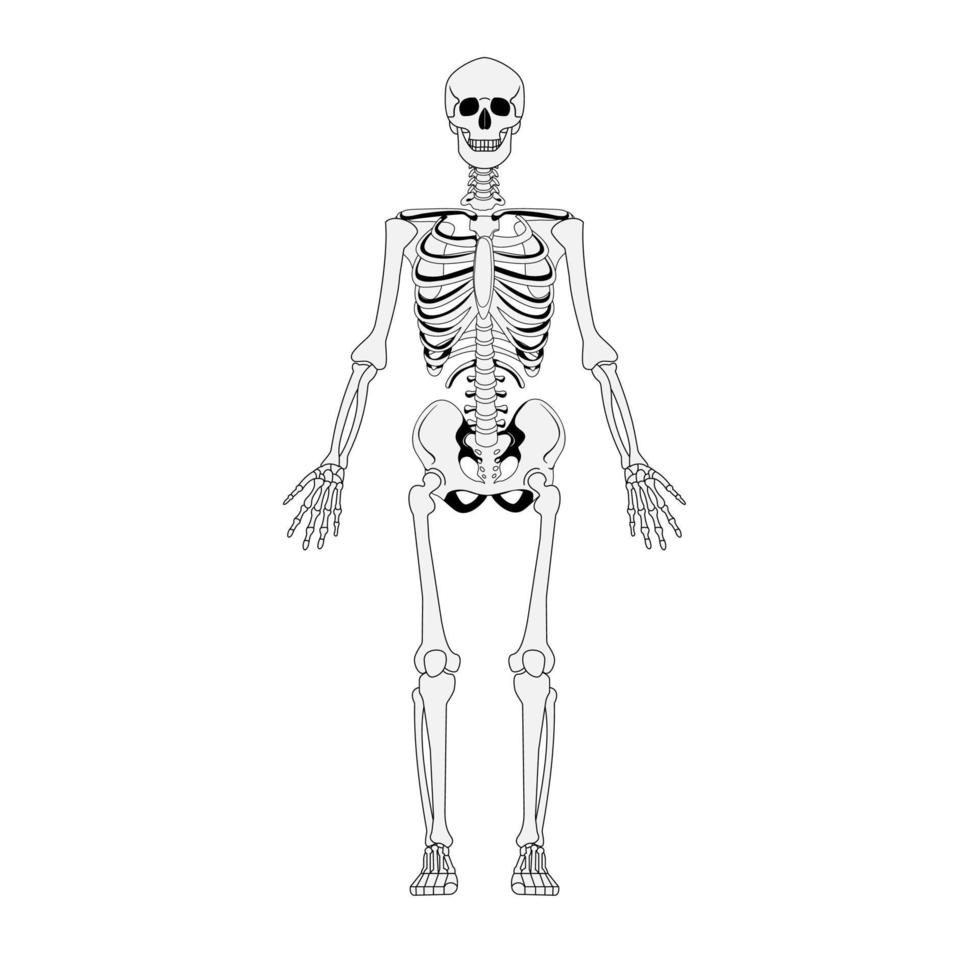 Skelettvektordesign voller Körper vektor