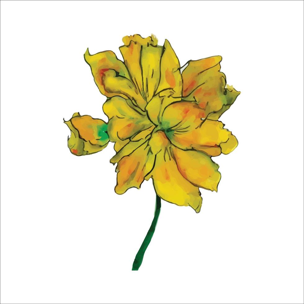 schöne aquarellillustration mit der gelben blume lokalisiert auf weißem hintergrund für dekoratives design. vektor