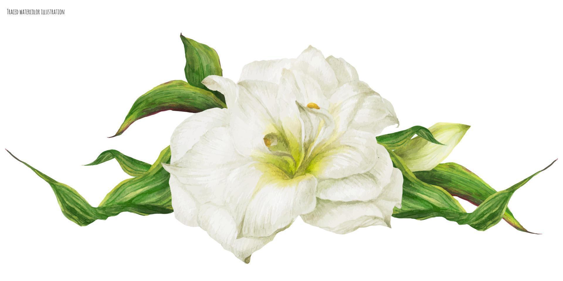 Hochzeitsvignette mit weißer Hippeastrum-Blume vektor