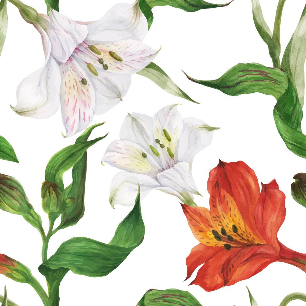 Blumenaquarell nahtloses Muster mit roten und weißen Blüten von Alstroemeria vektor