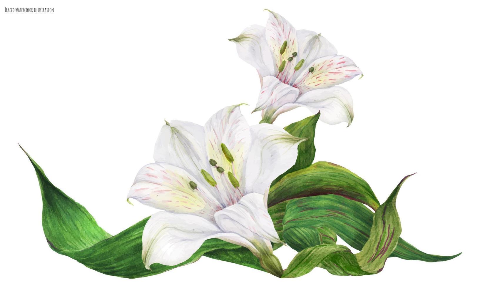Brautvignette mit weißen peruanischen Lilienblumen vektor