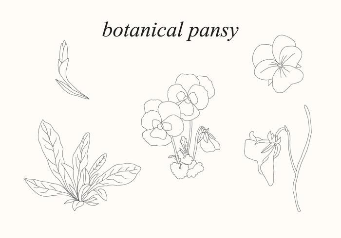 Botanisk Pansy vektor