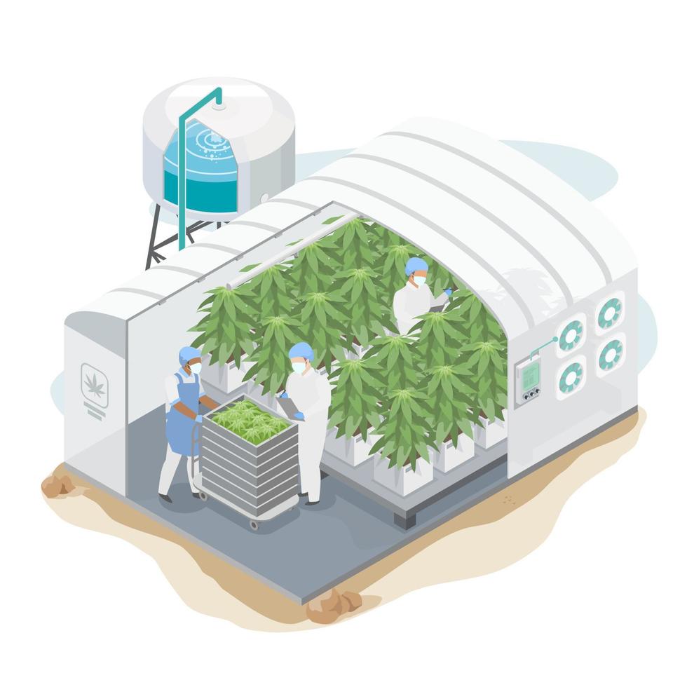 Cannabis-Ruderalis-Pflanzen Bio-Unkrautkraut-Pflanzenfabriksystem Landwirtschaft Wissenschaftslabor für Medizin isometrisch vektor