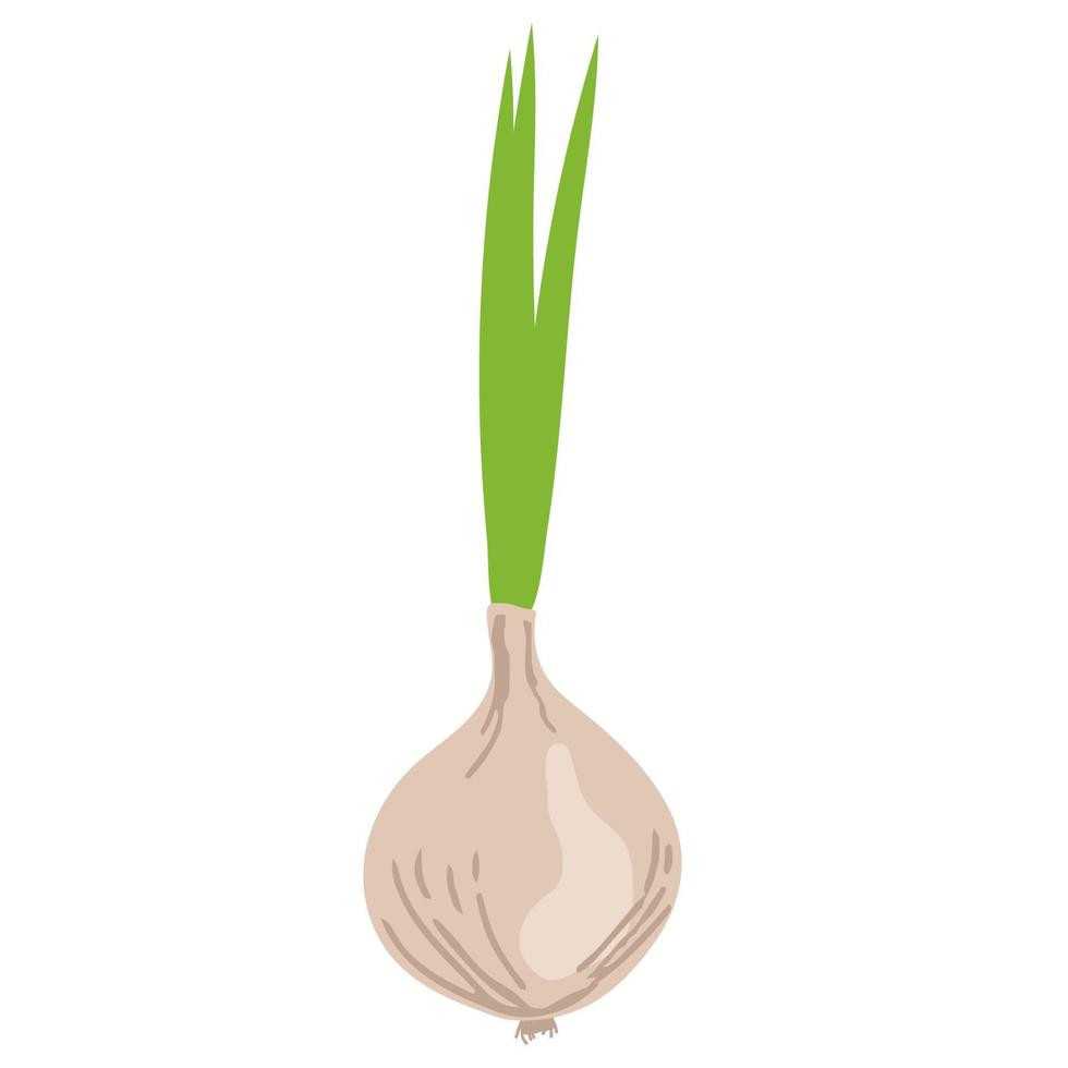 tecknad serie ikon av lök. vegetabiliska ikon. färsk, grönsak, och hela med blad. lök tecknad serie vektor