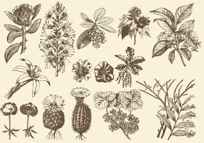 Sepia Exotiska Blomstillustrationer vektor