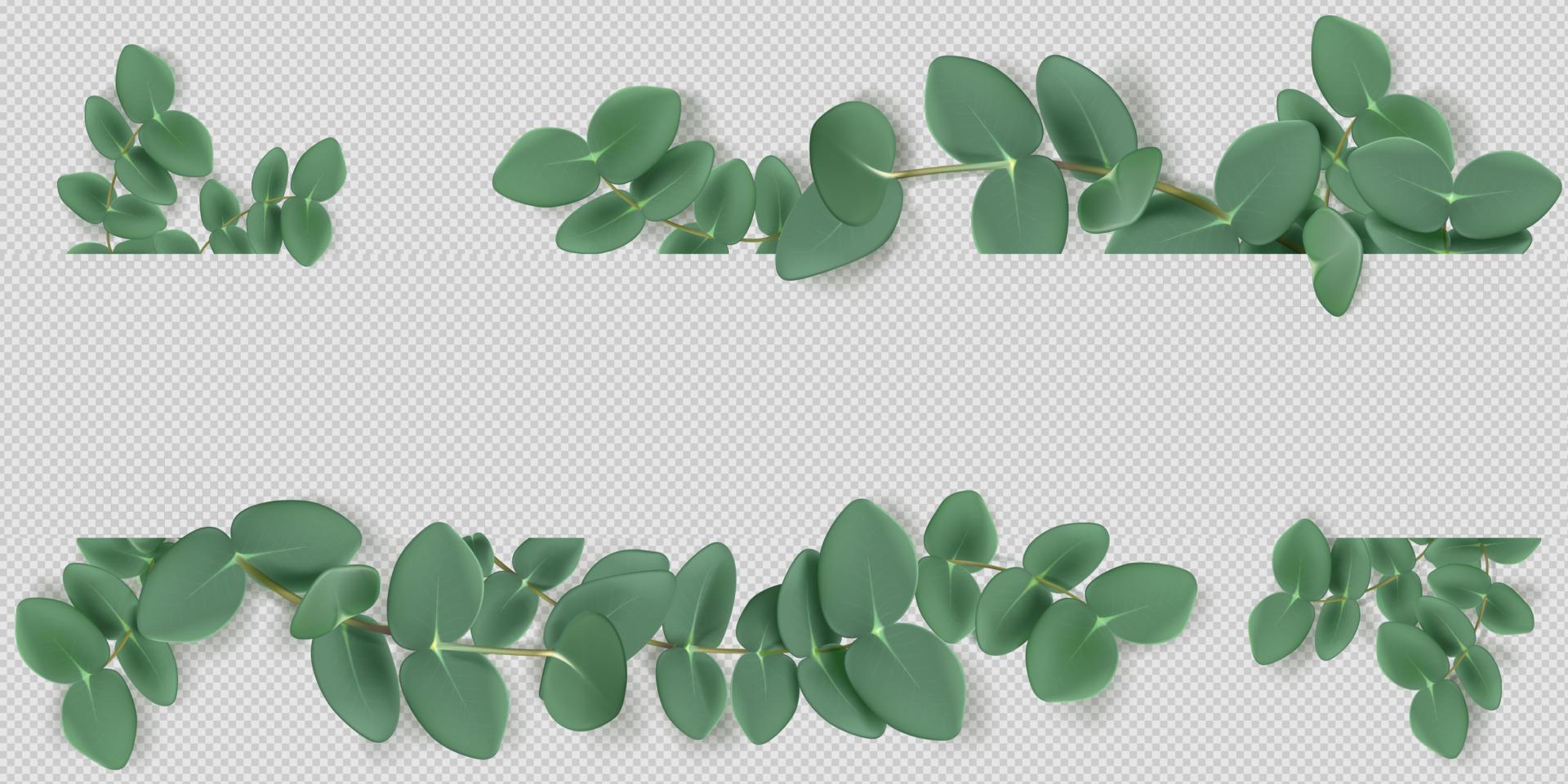 eukalyptus löv och grenar, ram eller gräns vektor
