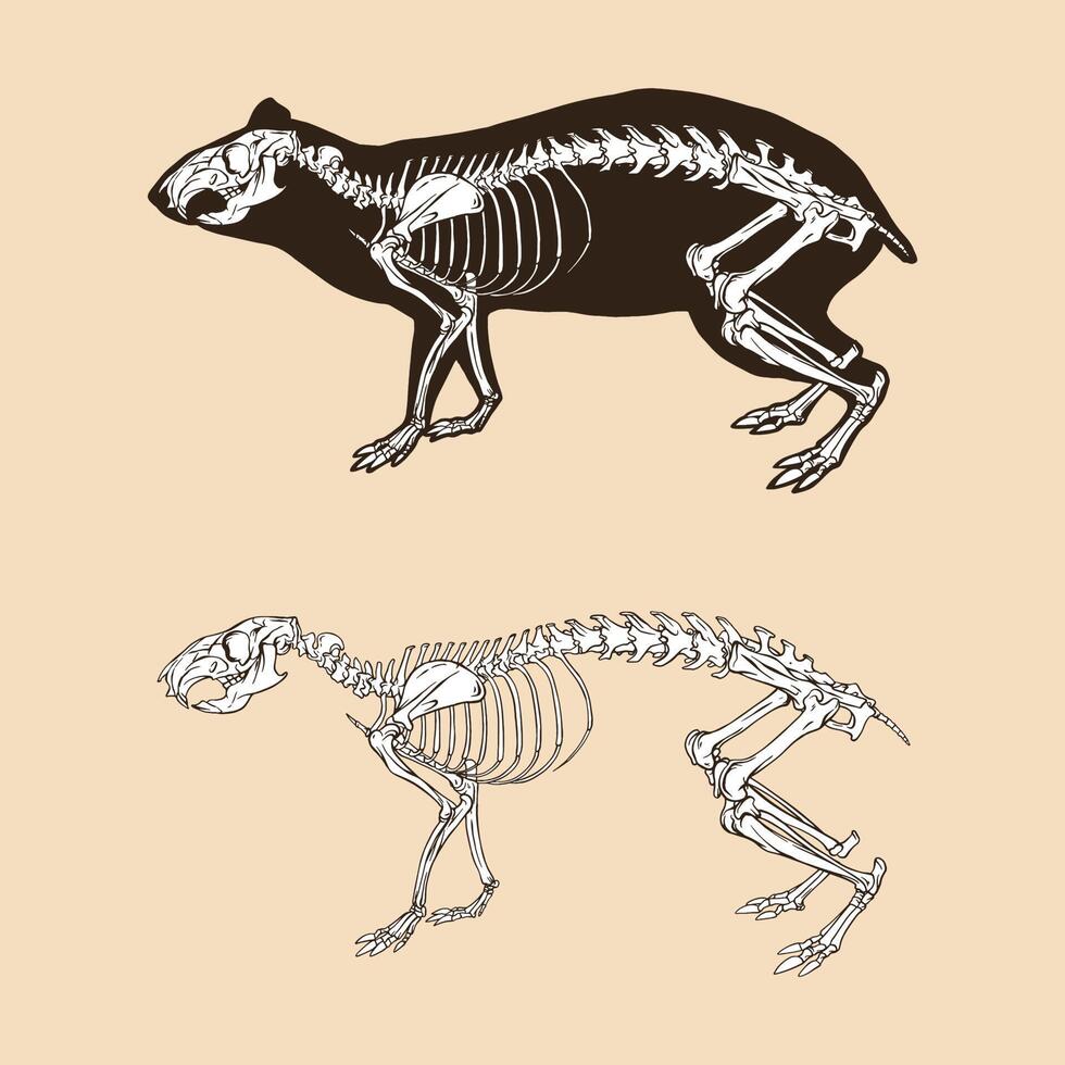 skelett agouti vektor illustration