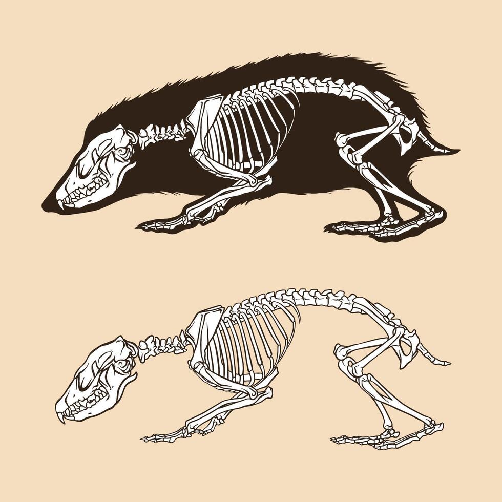 Skeleton Short-Tailed-Gymnure-Vektorillustration vektor