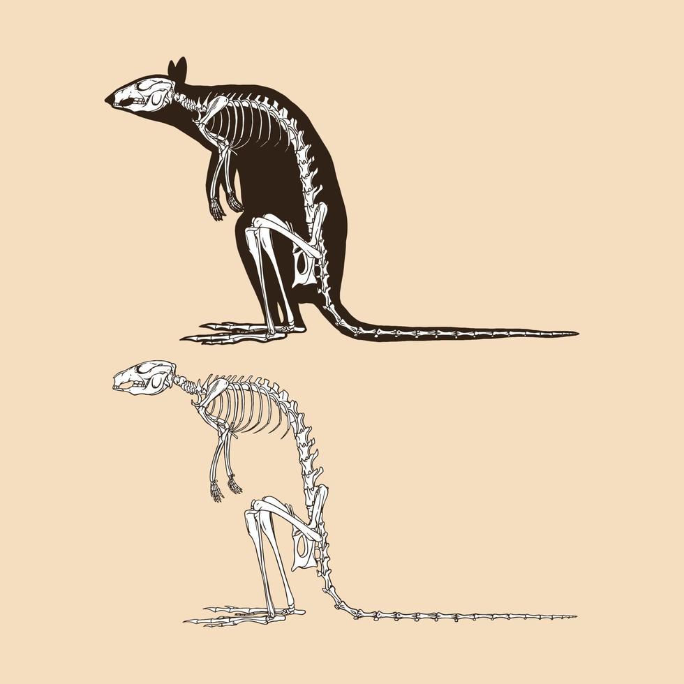 Skelett-Känguru-Vektor-Illustration vektor