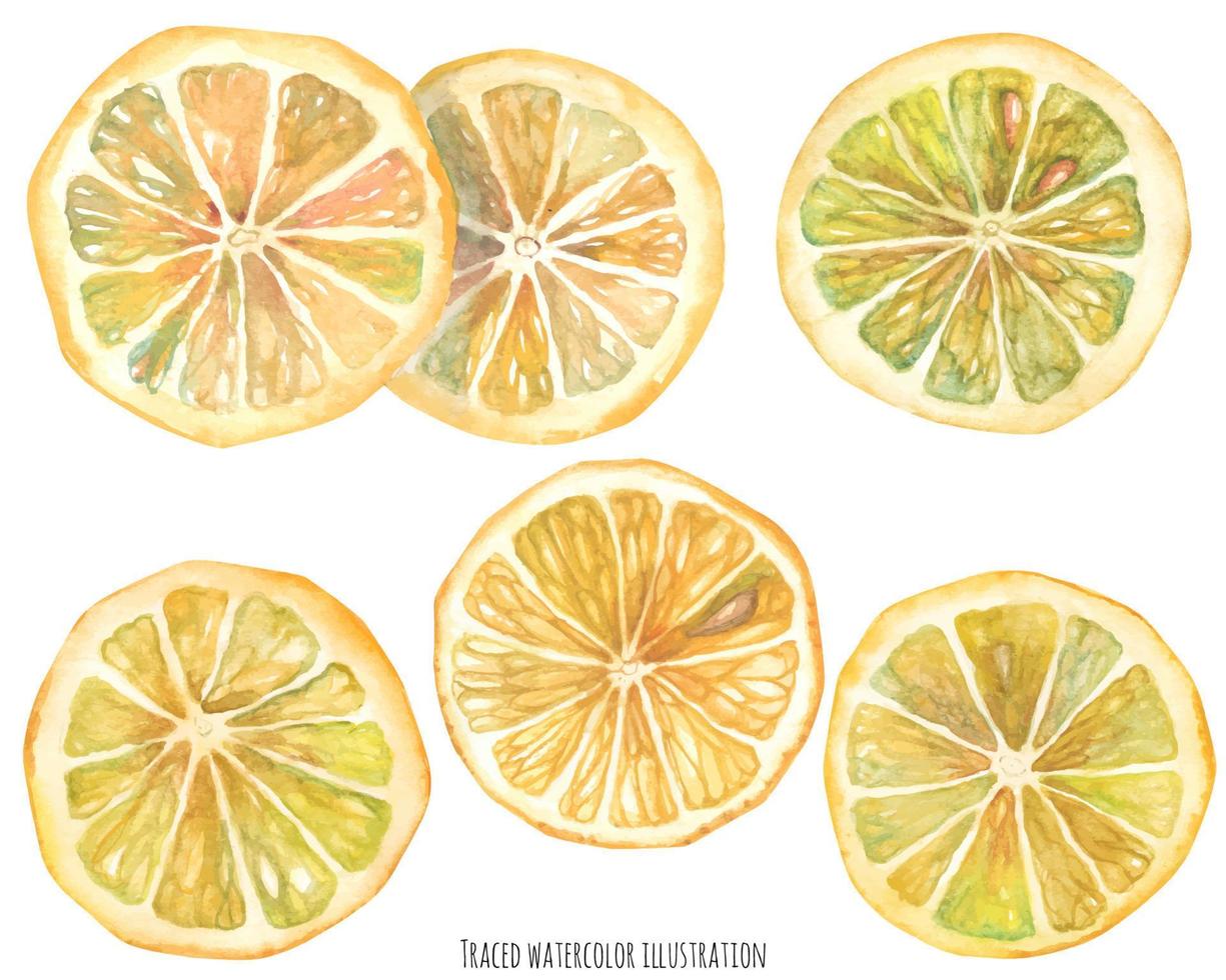 akvarell citronskivor vektor