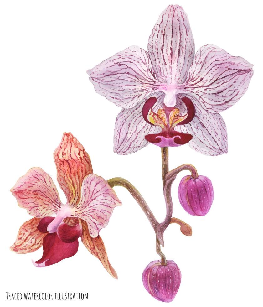fjäril orkide phalaenopsis gren vektor