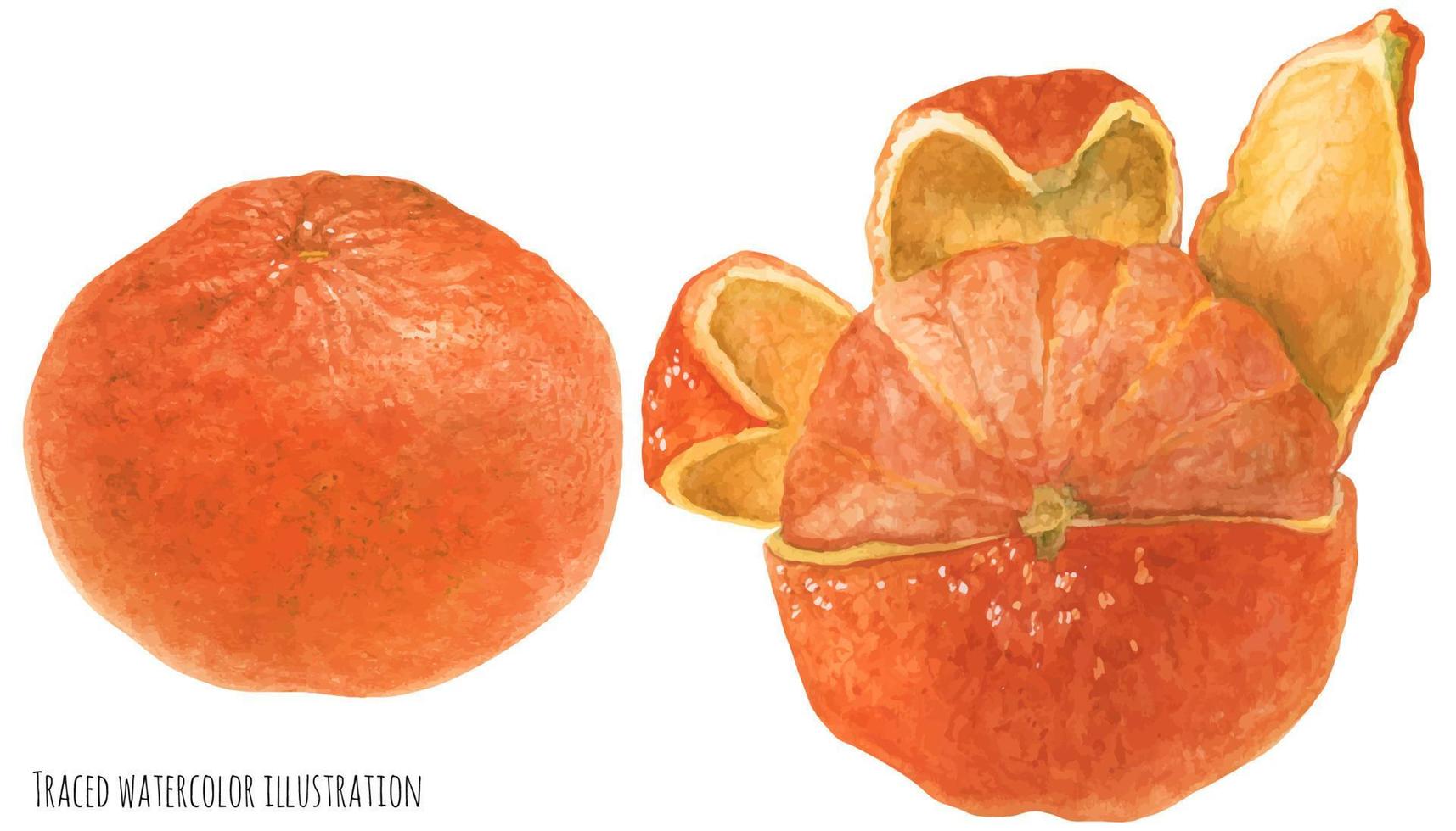 orange Mandarinenfrucht vektor