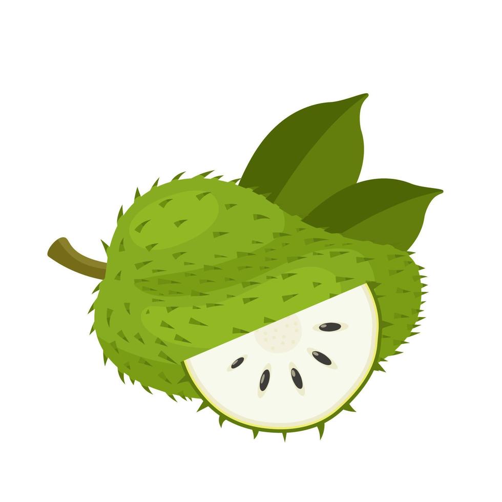 vektor illustration, soursop frukt, också kallad graviola, guyabano eller annona muricata, isolerat på vit bakgrund.