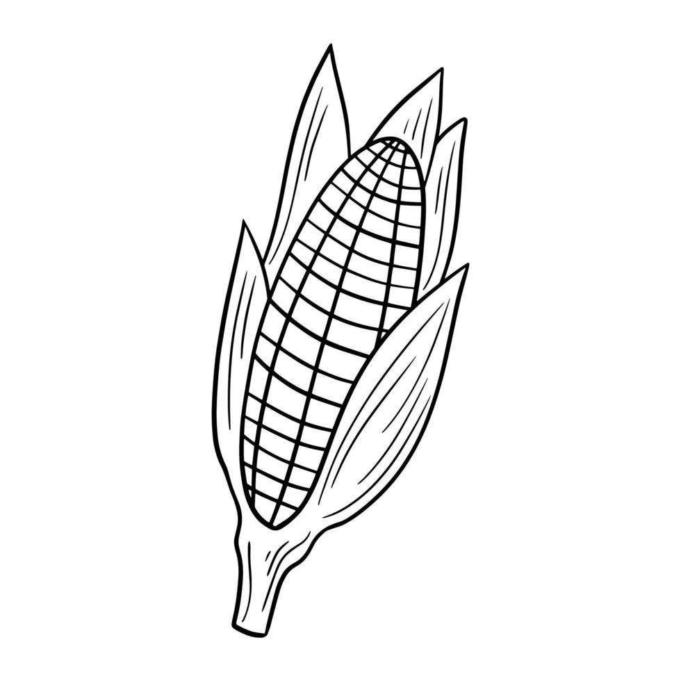 Reifer Maiskolben mit Blättern, Vektorillustration im Cartoon-Stil auf weißem Hintergrund, monochromes Bild, vektor