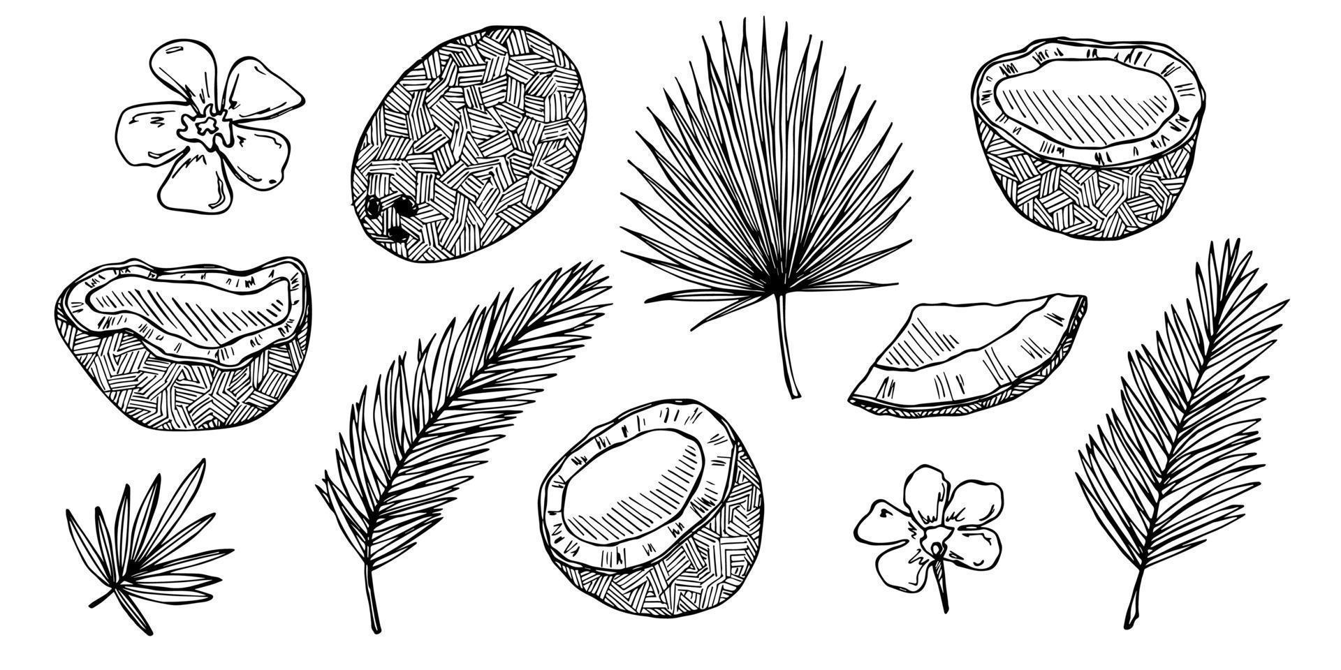 uppsättning av kokos cliparts. hand dragen nöt ikon. tropisk illustration. för skriva ut, webb, design, dekor vektor