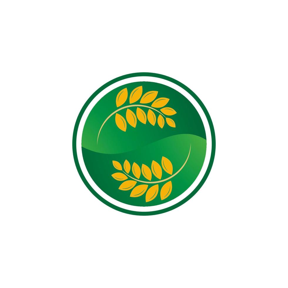 Landwirtschaft Weizen Reis Vektor Icon Design