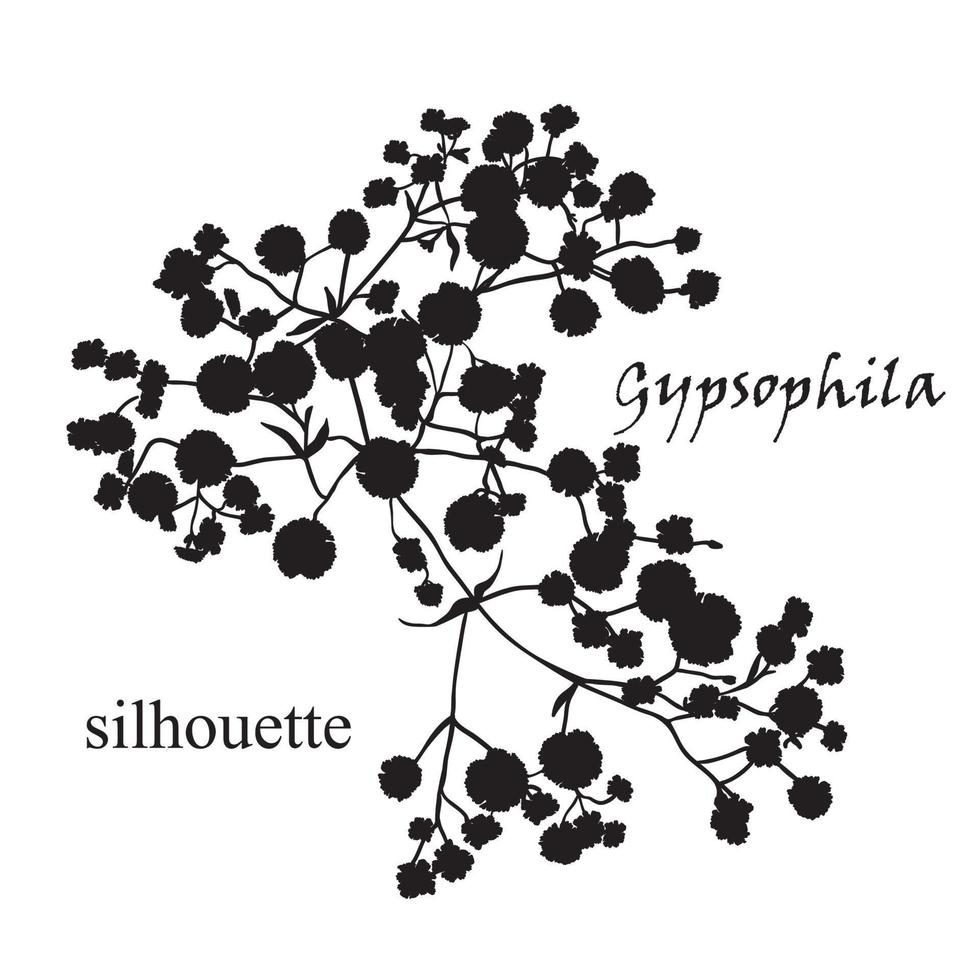 Zweig der schönen handgezeichneten Silhouette Gypsophila vektor